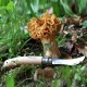 001252 Opinel nož za gljive